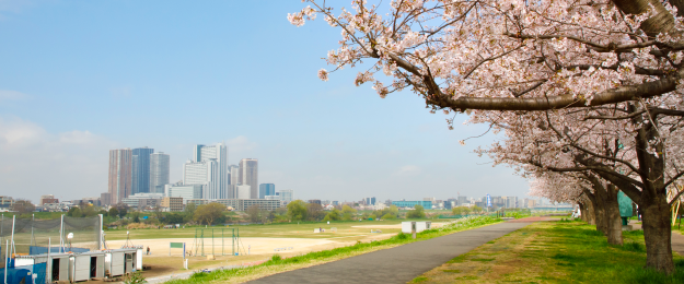 育桜の特長